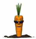 cool_carrot_md_wht.gif