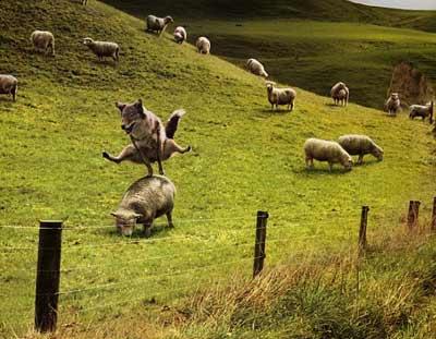 leapdog.jpg
